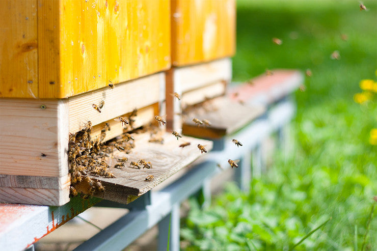 Organic hive cleaning treatments

Bee-Bay provides organic products for the treatment of Varroa, Nosema apis, Nosema ceranae and Chalkbrood. HiveClean, our flagship product for the treatment of Varroa, not only kills the Varroa mite but improves the hive's hygienic behaviour. All our products are easy to apply and safe to use. We believe our Varroa treatments to be the safest, most cost-effective solution on the market.