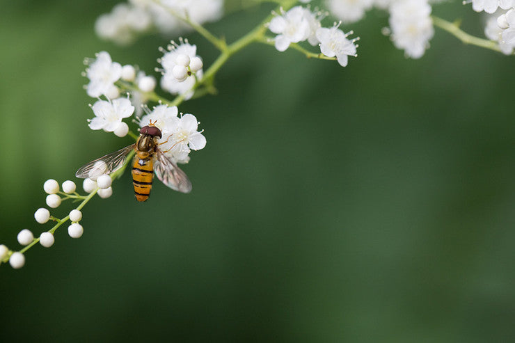 Tips & Tricks
Our resident beekeeping expert is on hand to give you fantastic tips on keeping your hives healthy and your bees happy all year round.